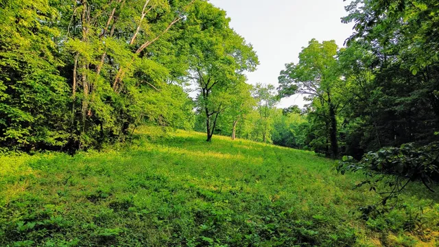 a view of a lush green space