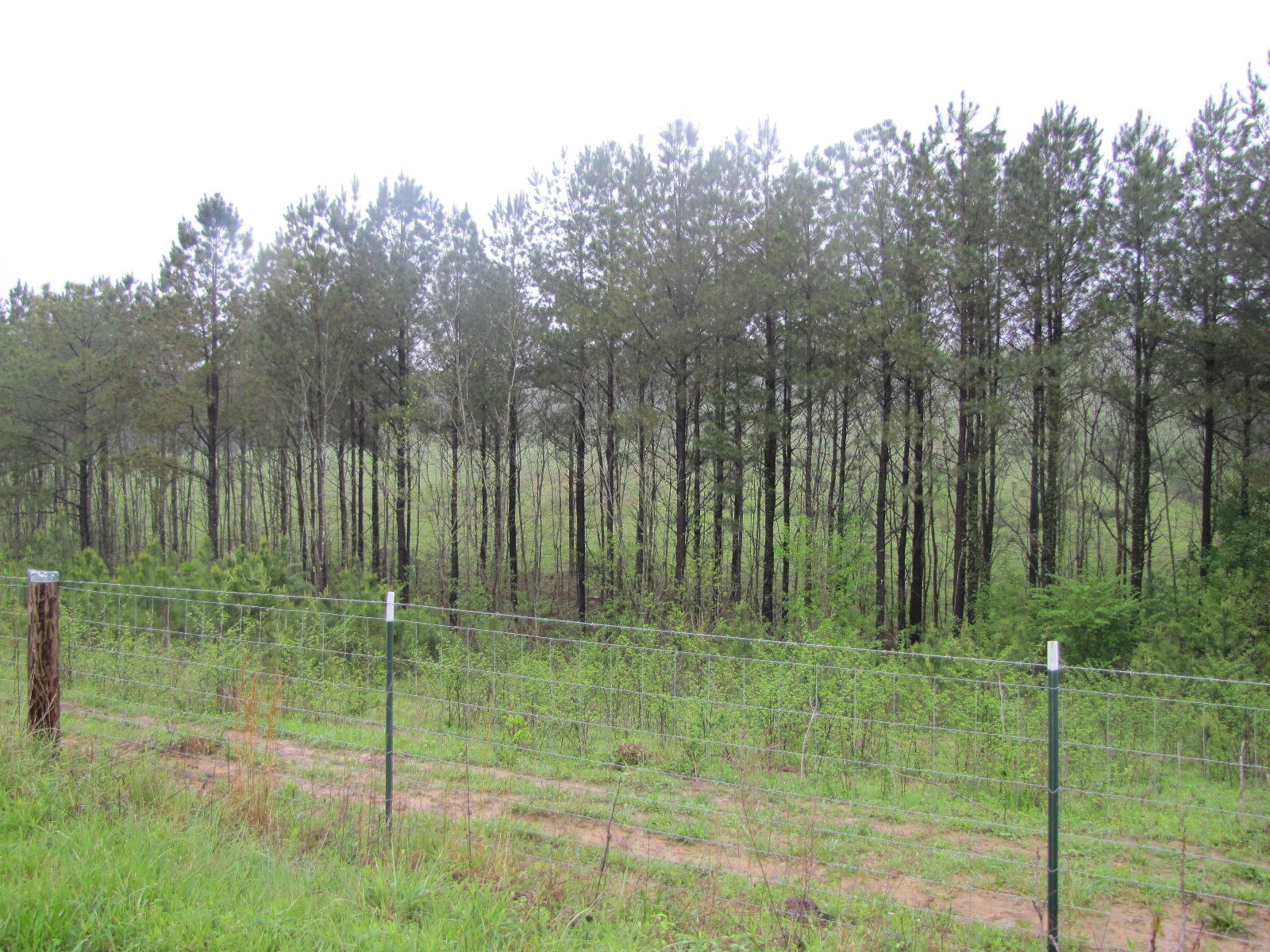 Lot 9 Liberty Church Road Old Fort, TN 37362 - Photo 4 of 15 IMG_5027