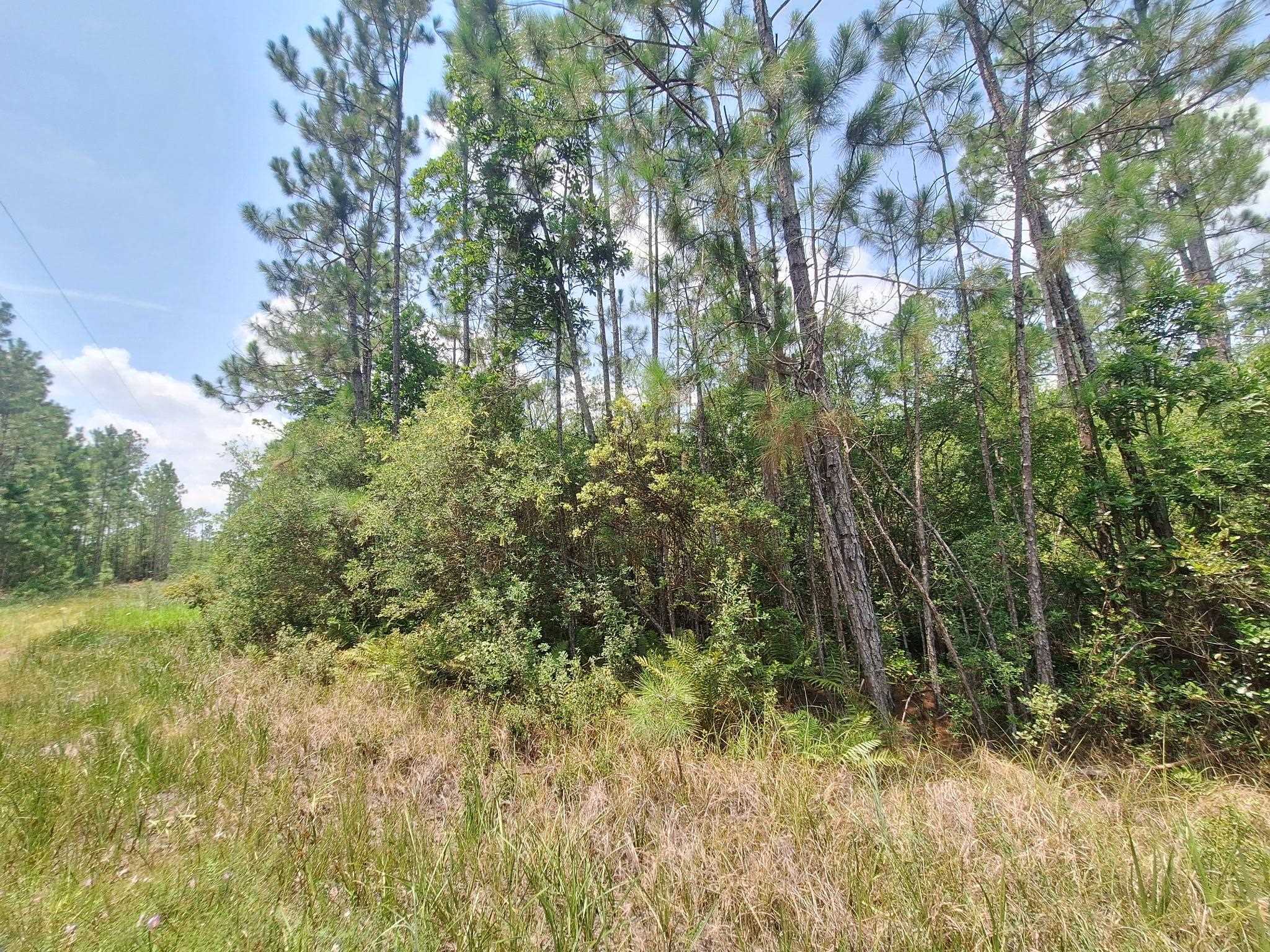 Tbd Tbd Wildcat Road Greenville, FL 32331 - Photo 7 of 8 Gallery Image 7