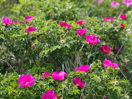 a view of a flower in a lot of flower flowers