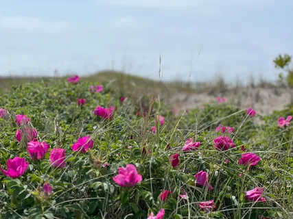 a view of a flower
