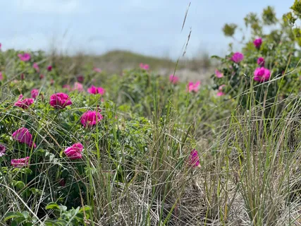 a view of a flower in a garden