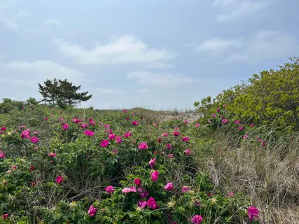 a view of a flower in a garden