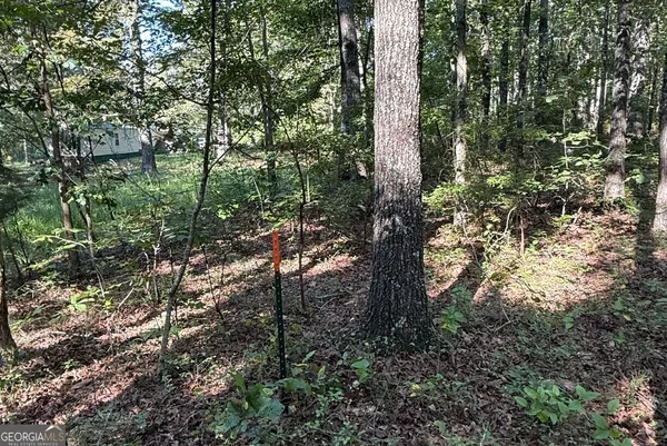 a view of a forest