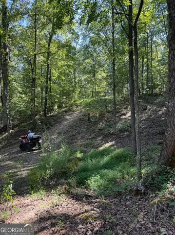 a view of a forest filled with trees