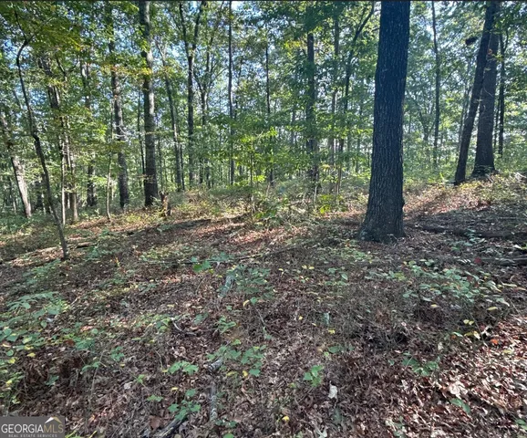 a view of a forest filled with trees