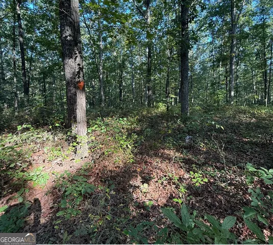 a view of a forest with trees in the background