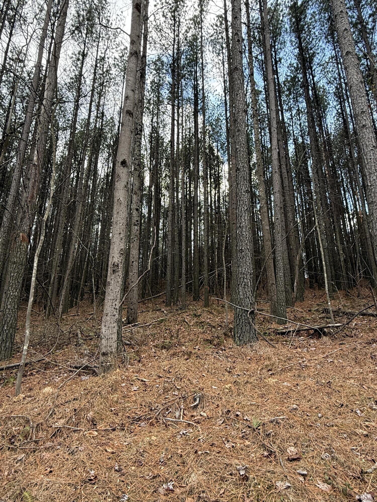 0 Birds Eye Way, Unit 1107 Guild, TN 37340 - Photo 4 of 25 3