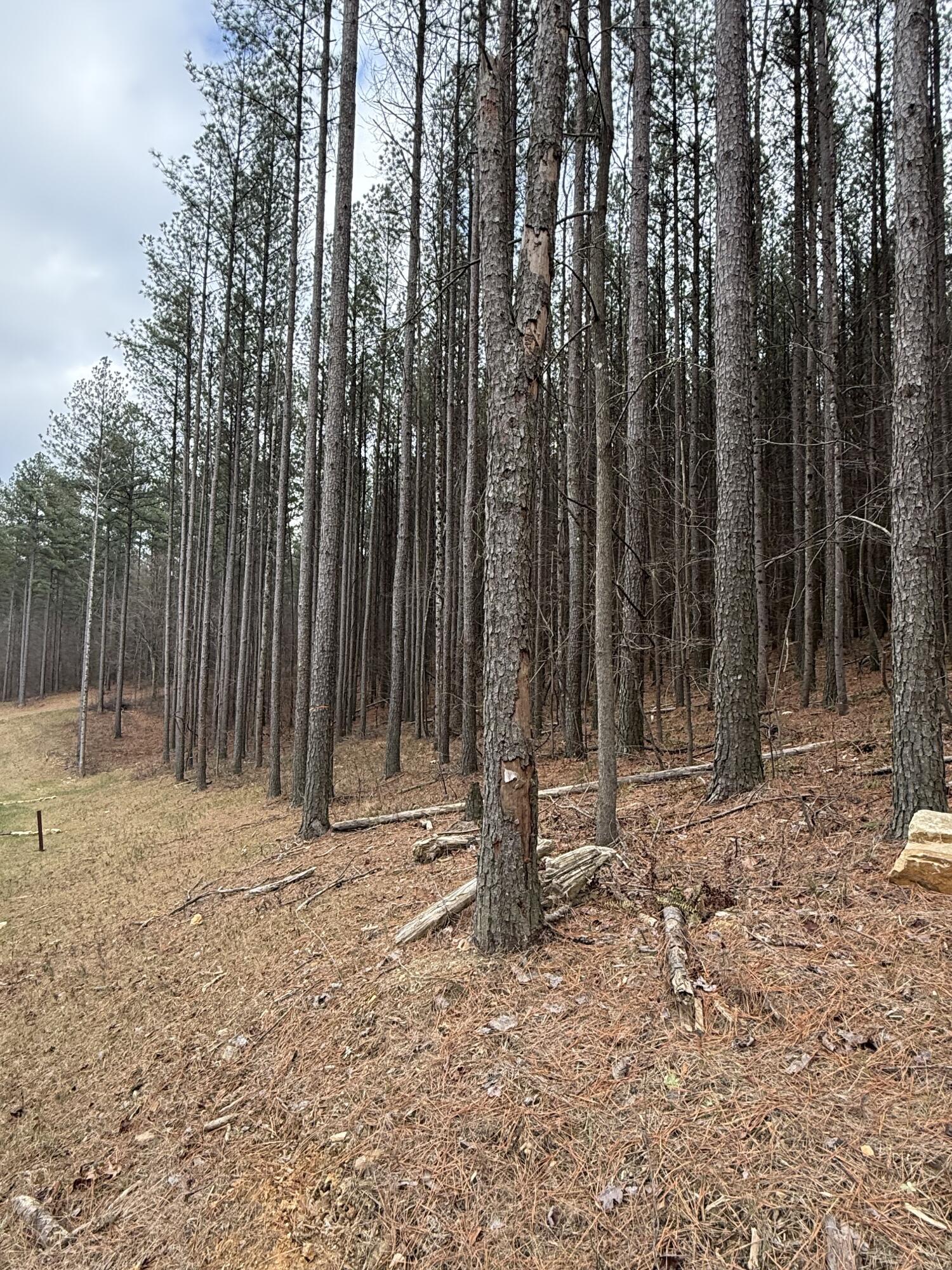 0 Birds Eye Way, Unit 1107 Guild, TN 37340 - Photo 6 of 25 5