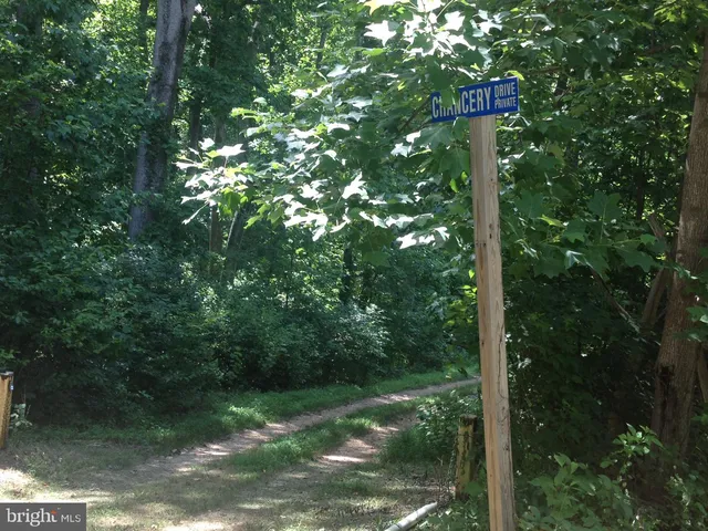 a view of a forest with a tree