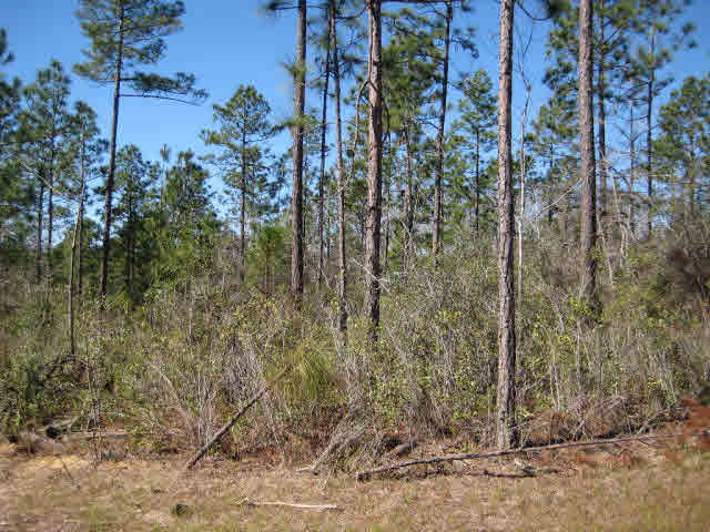 33733 Rutland Lane Daphne, AL 36527 - Photo 22 of 26