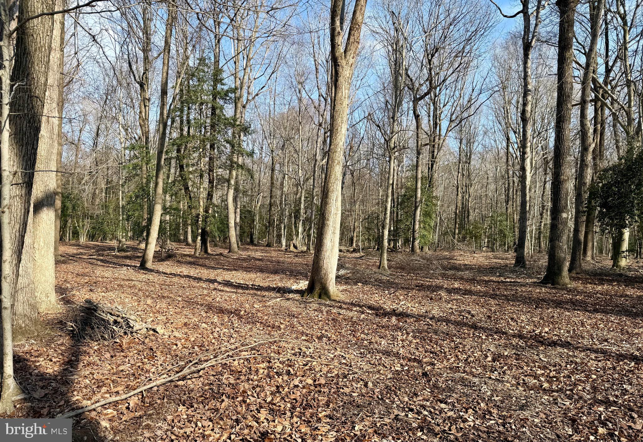 0 Utica Road, Unit PARCEL 4 Greenwood, DE 19950 - Photo 12 of 17 Additional view of homesite w understory removed.