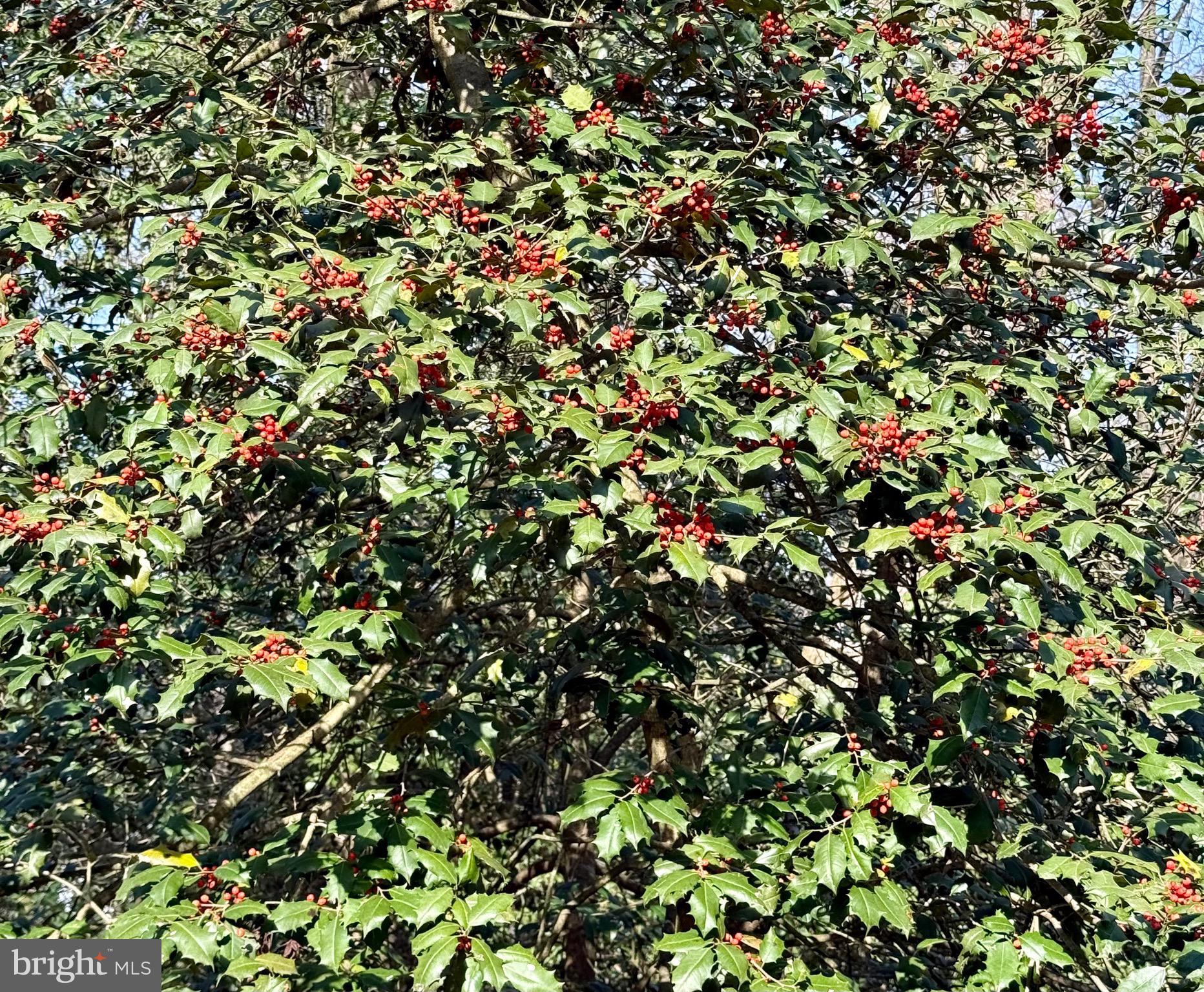 0 Utica Road, Unit PARCEL 4 Greenwood, DE 19950 - Photo 14 of 17 Lots of holly berries!