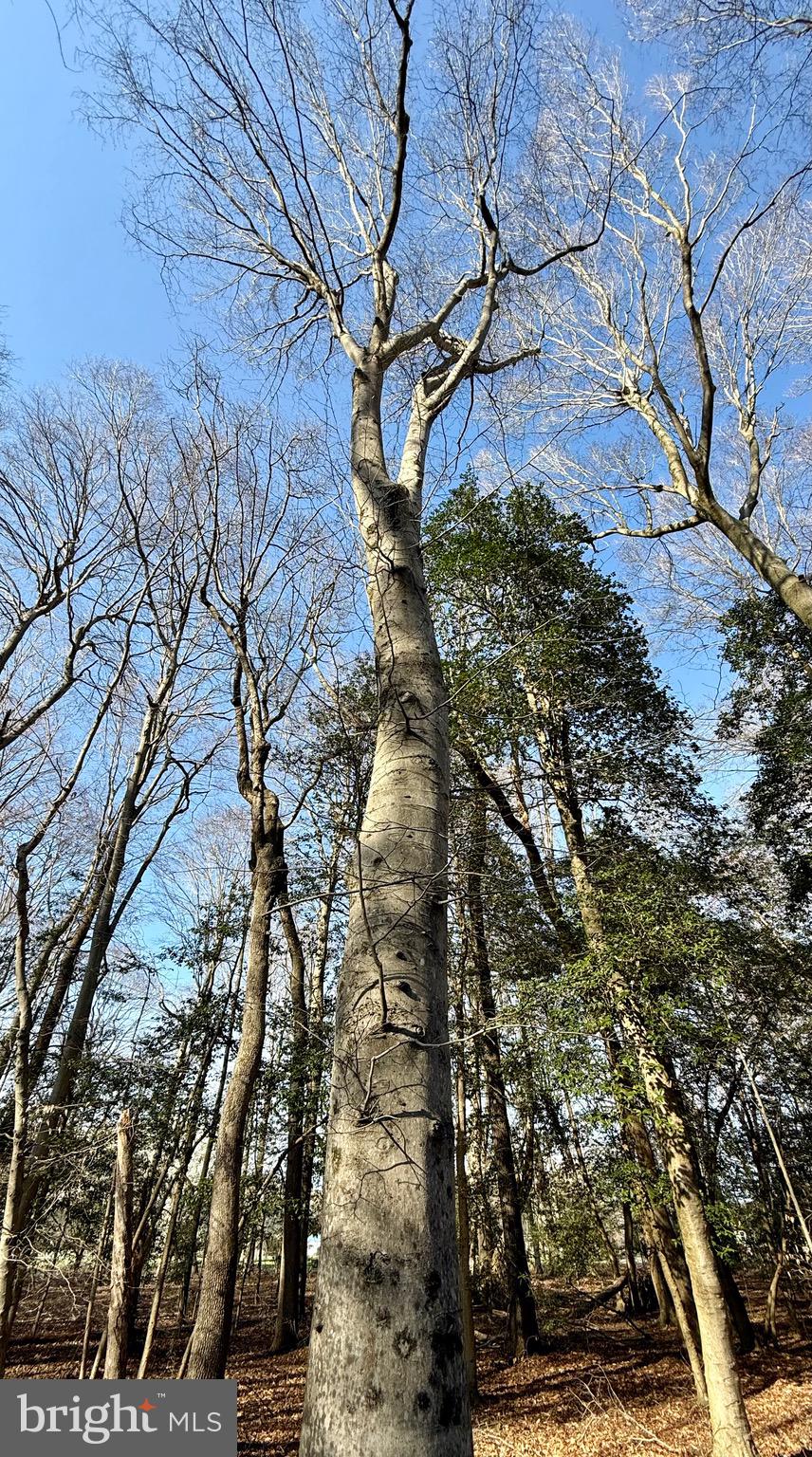 0 Utica Road, Unit PARCEL 4 Greenwood, DE 19950 - Photo 15 of 17 Tall Beech trees are prevalent.