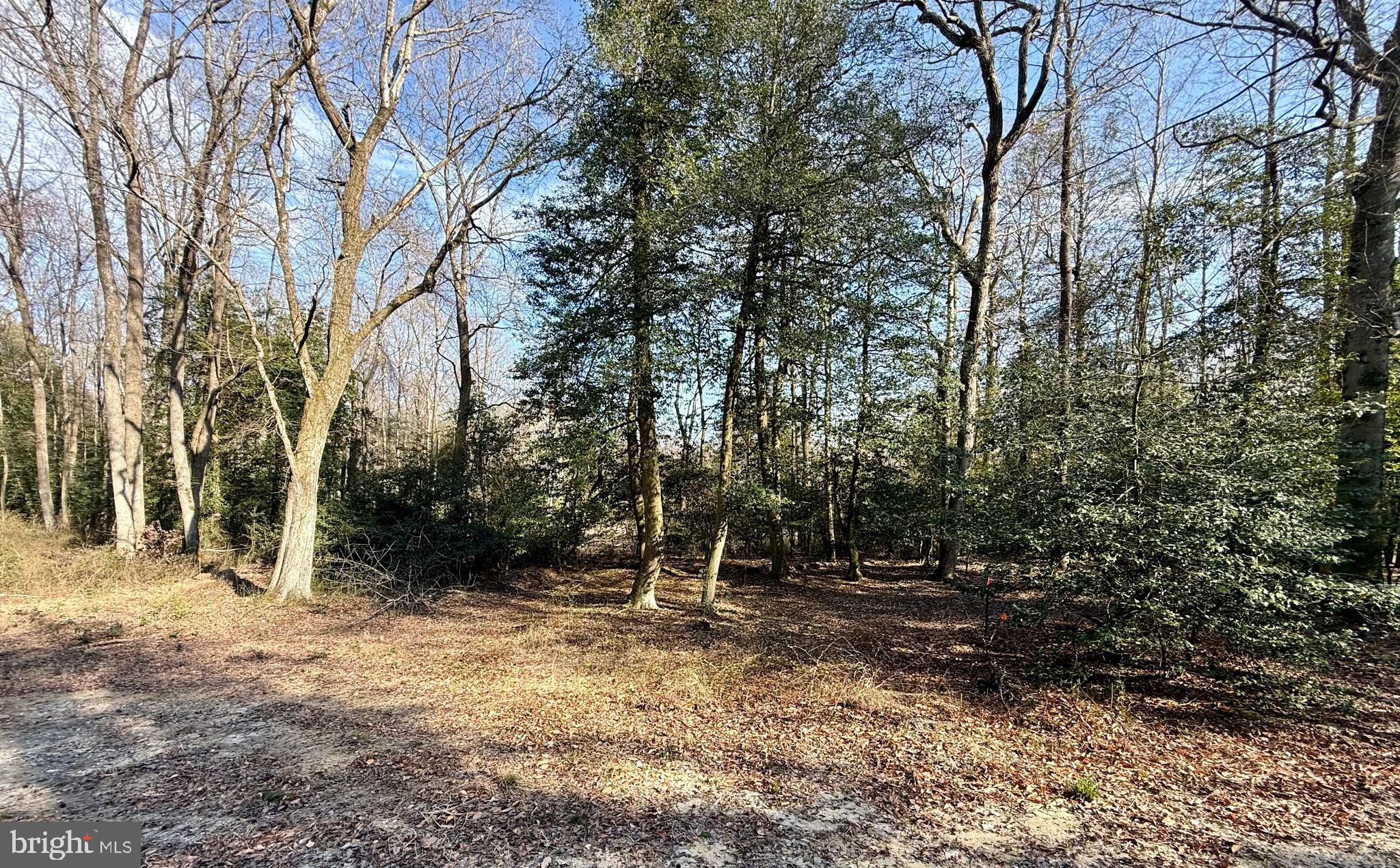 0 Utica Road, Unit PARCEL 4 Greenwood, DE 19950 - Photo 5 of 17 Lots of Holly and Beech trees