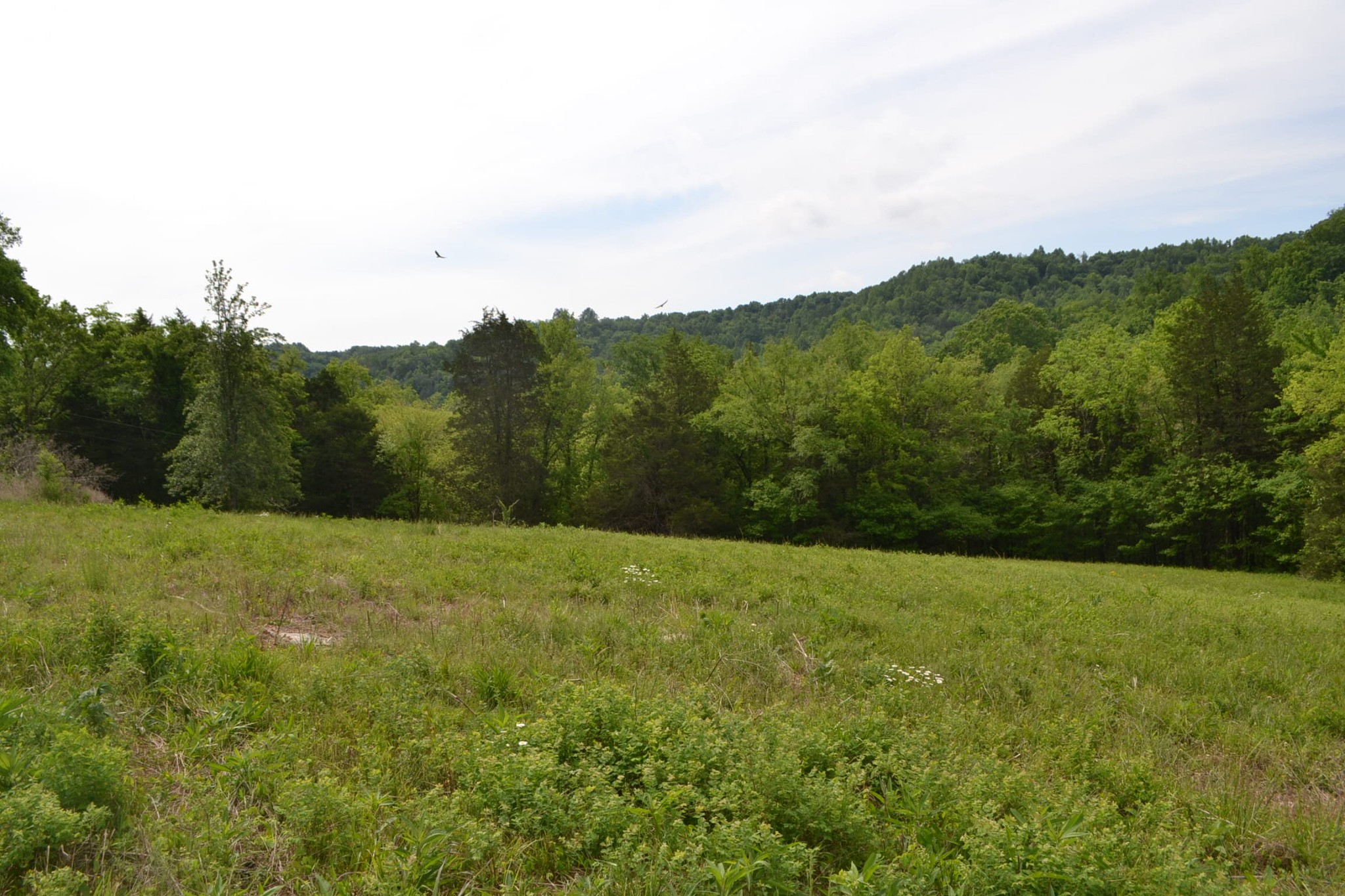 0 Gattistown Road Mulberry, TN 37359 - Photo 2 of 3 a view of grassy field with mountain