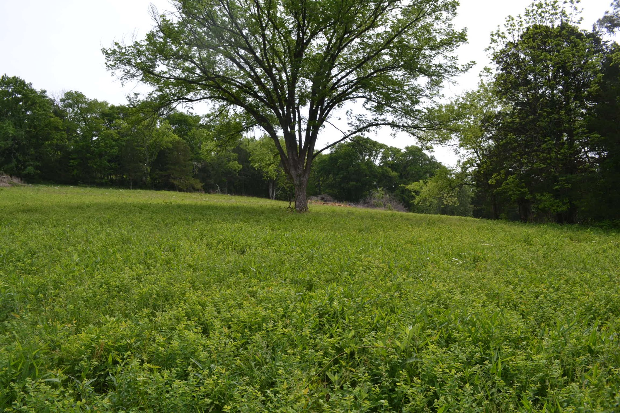 0 Gattistown Road Mulberry, TN 37359 - Photo 3 of 3 a view of field with trees in the background