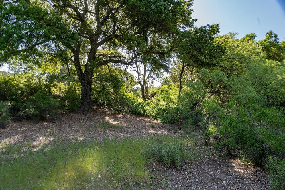 43575 East Carmel Valley Road Greenfield, CA 93927 - Photo 20 of 28 a view of a lush green forest with lots of trees