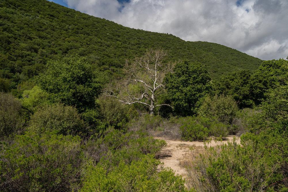 43575 East Carmel Valley Road Greenfield, CA 93927 - Photo 28 of 28 a view of a lush green forest with lots of trees