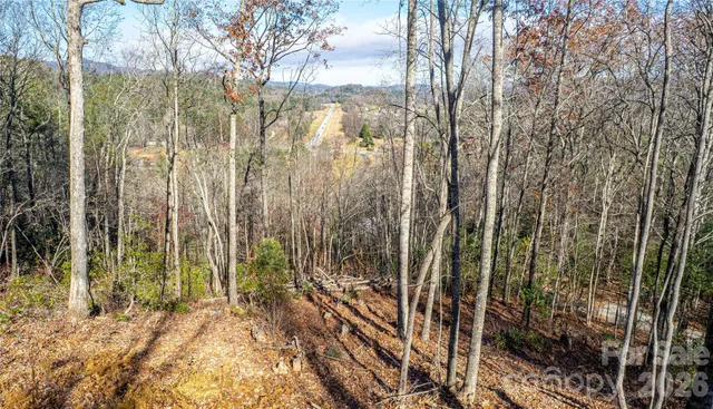 a view of a yard with plants and large trees