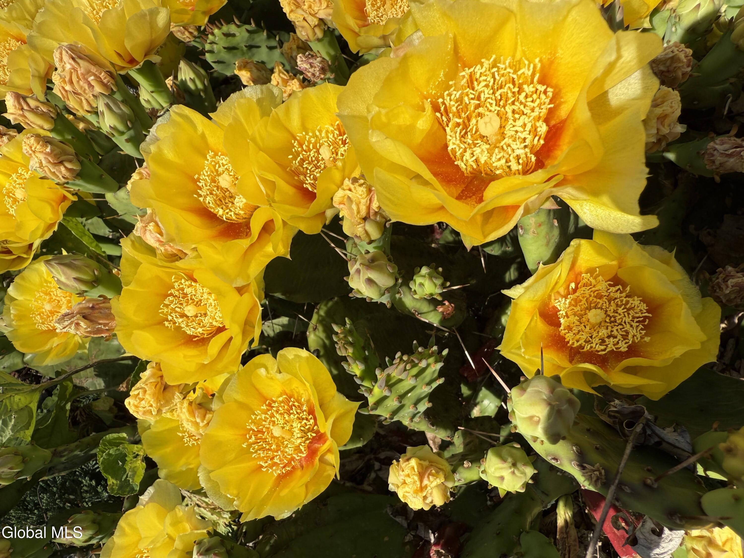 18 Friar Tuck Road Guilderland, NY 12203 - Photo 24 of 66 IMG-7692