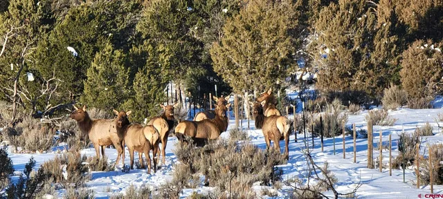 a view of outdoor space with lots of trees