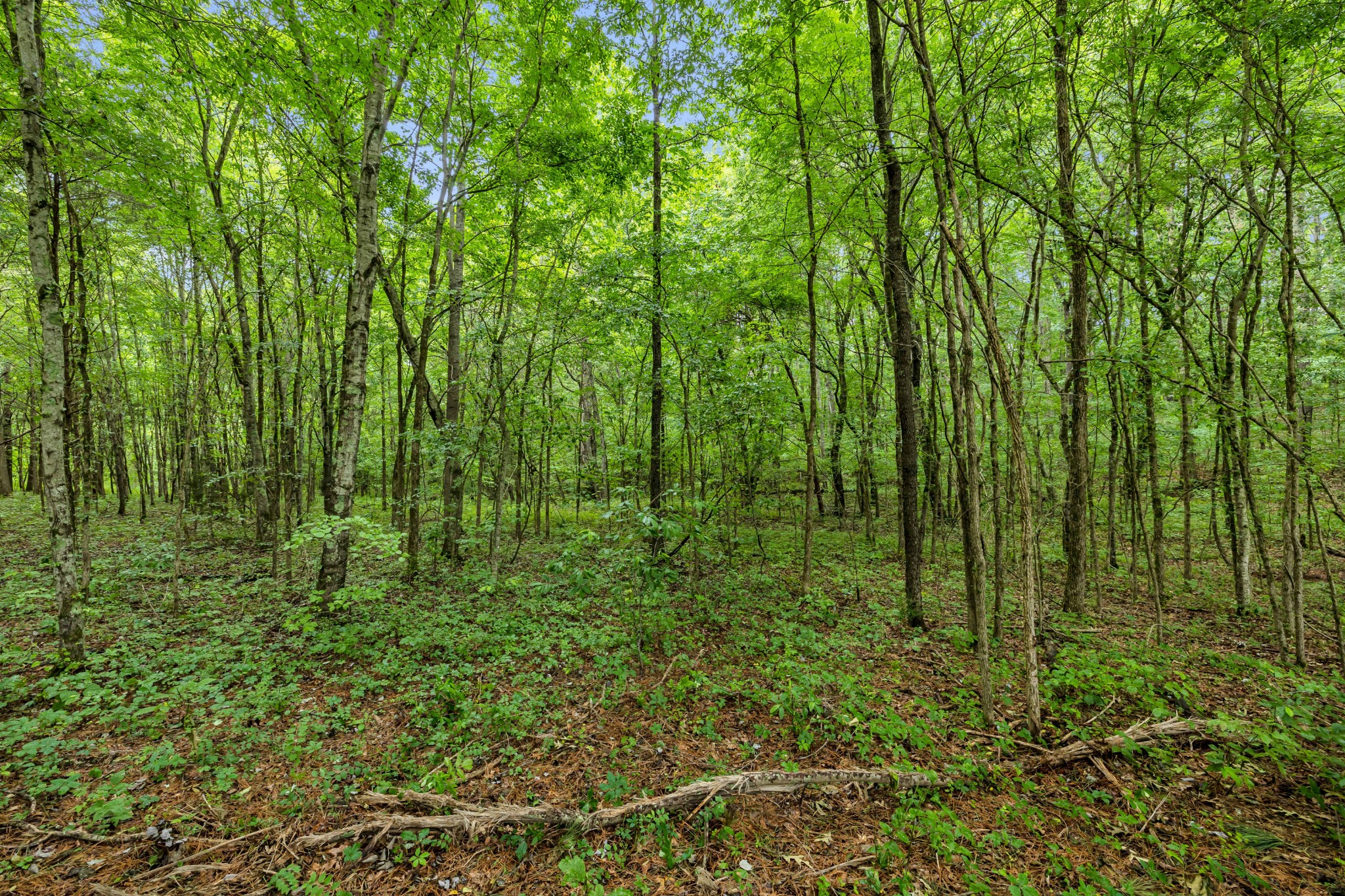0 Eli Road Bon Aqua, TN 37025 - Photo 3 of 8 a view of a lush green space