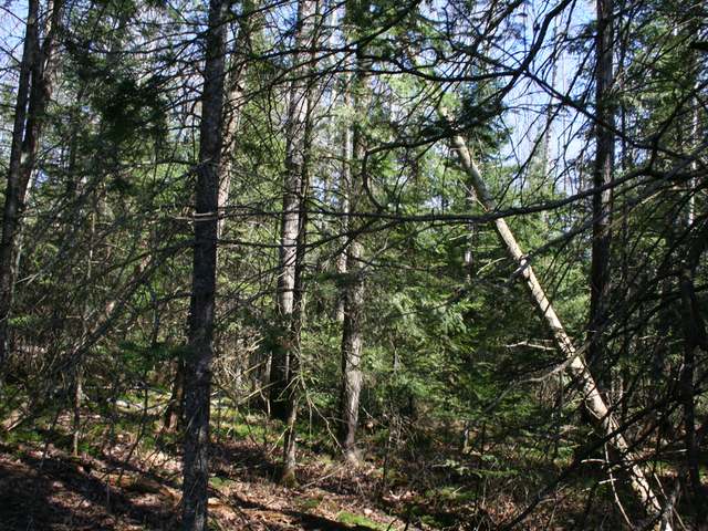 Lot 5 Vandervoort Road St. Germain, WI 54558 - Photo 2 of 4 Gallery Image 2