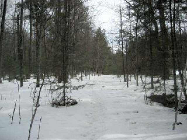 Tbd Martha Lake Road Mercer, WI 54547 - Photo 8 of 16 Gallery Image 8