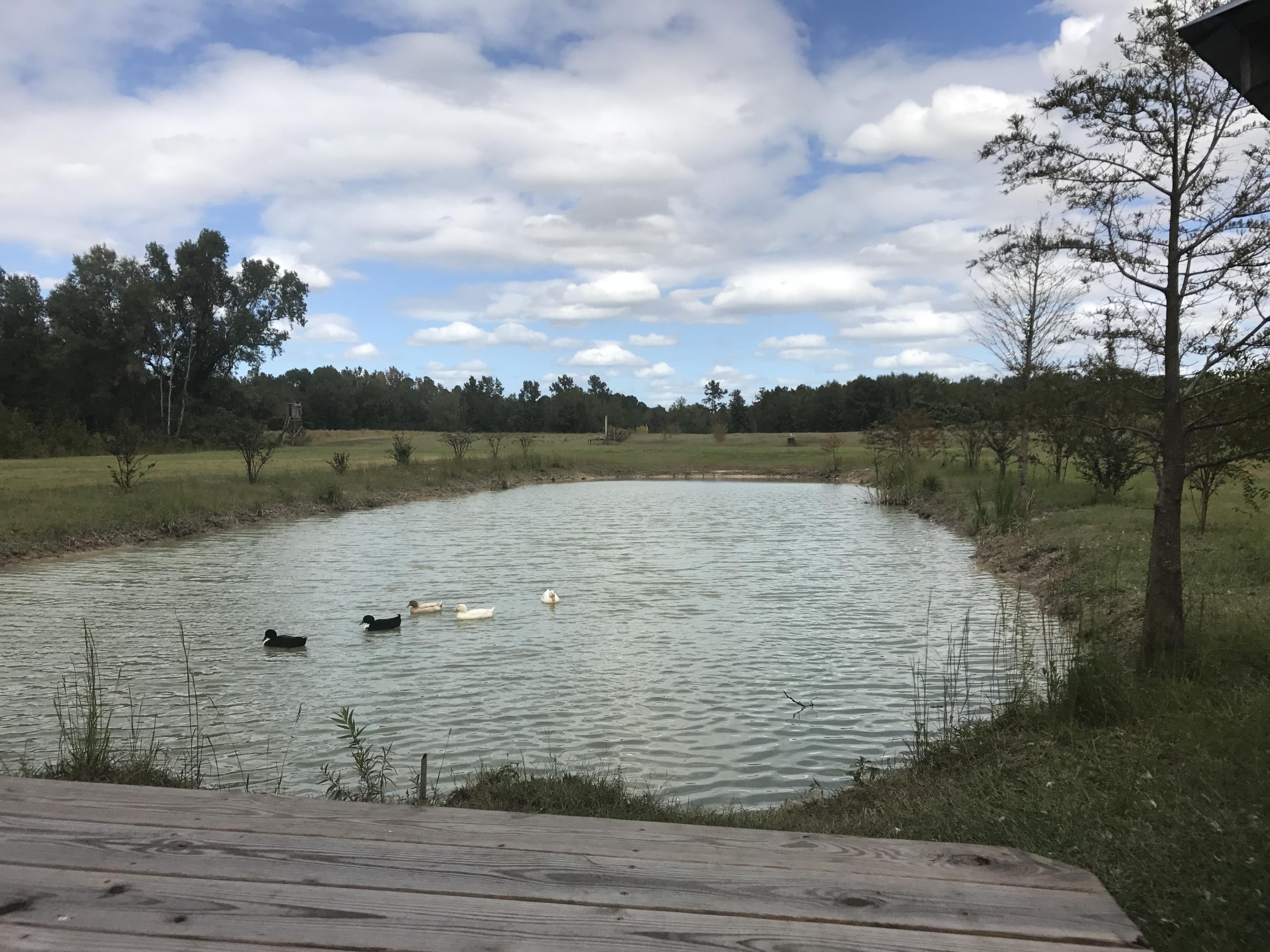 3590 Old River Road Summerton, SC 29148 - Photo 3 of 15 3 rr