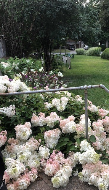 166 Hopedale Street Hopedale, MA 01747 - Photo 26 of 27 a garden with lots of trees and flowers and covered with trees