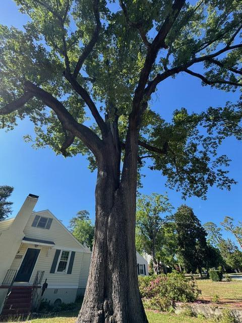 1739 Holly Hill Road Augusta, GA 30904 - Photo 44 of 46 Magnificent Oak Tree