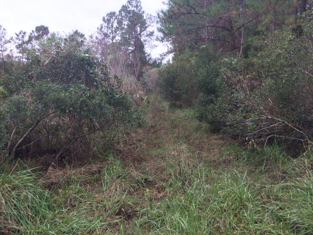 Off Germantown Road Scranton, NC 27875 - Photo 3 of 5 Additional Photo