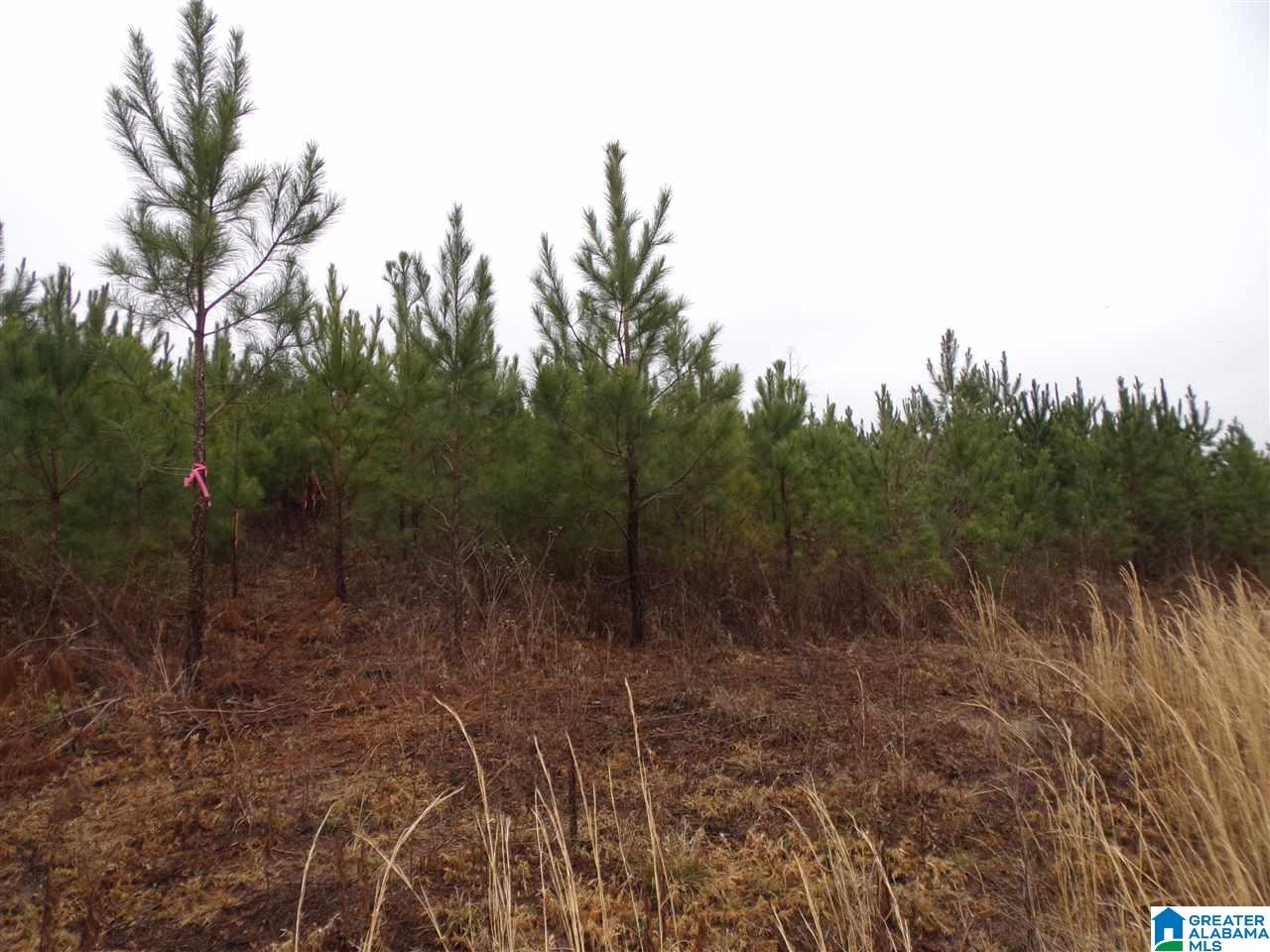 Jackson Trail, Unit 4 Albertville, AL 35950 - Photo 7 of 13