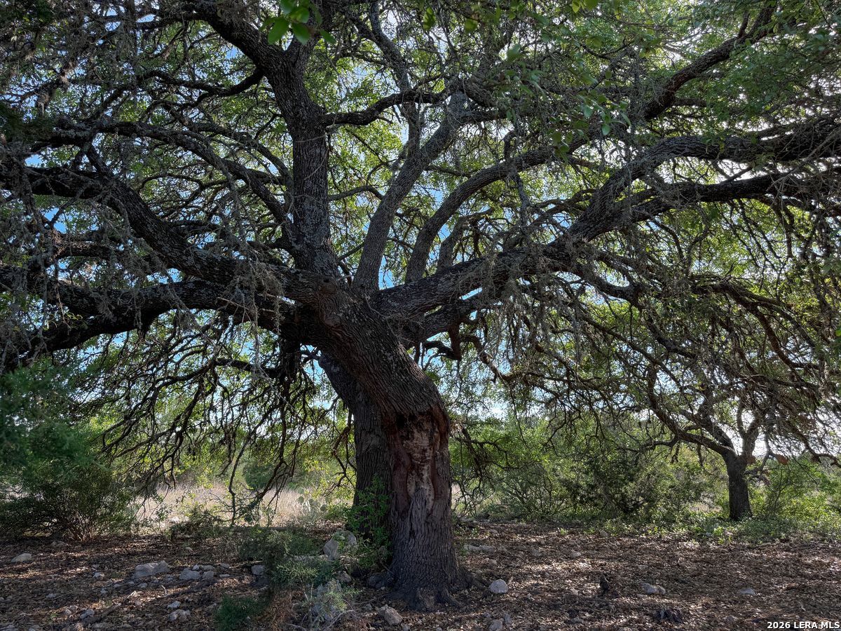 870 Rocky Top Road Southwest Hunt, TX 78024 - Photo 20 of 28 a big tree in middle of forest