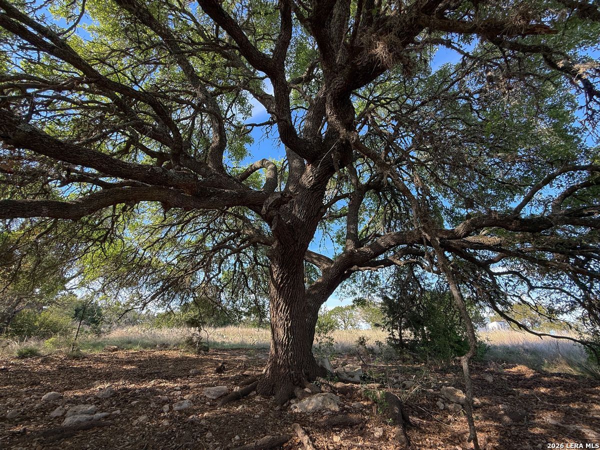 870 Rocky Top Road Southwest Hunt, TX 78024 - Photo 9 of 28 a view of tree