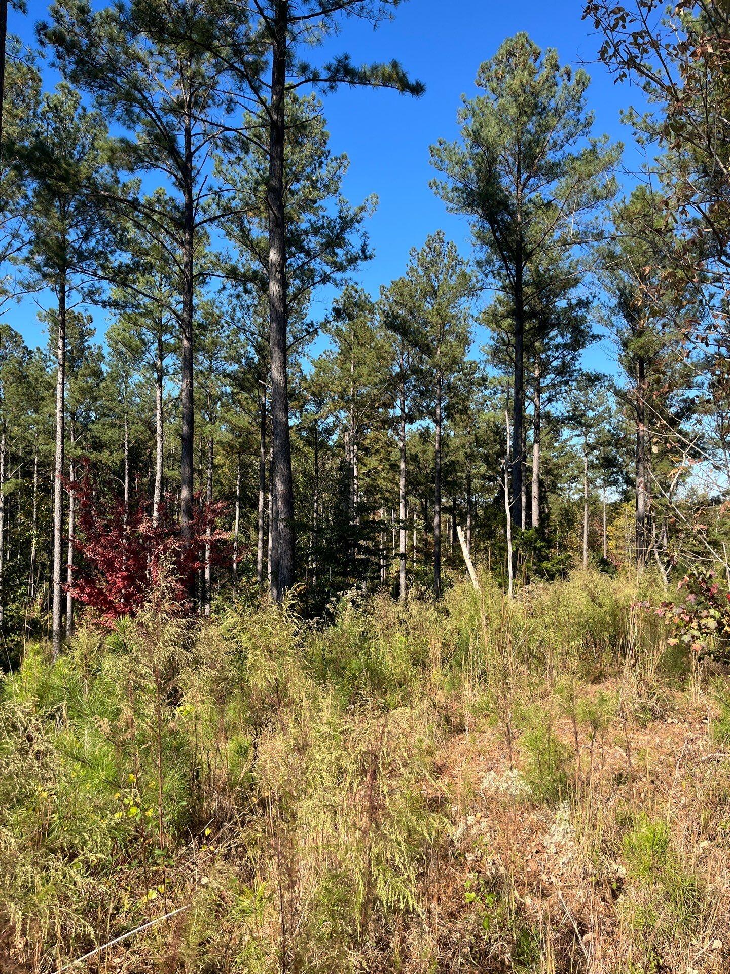 3 Dawkins Road, Unit DRF 3 Pacolet, SC 29372 - Photo 19 of 36 19-Oct 20 2025 07_20pm-PuWd