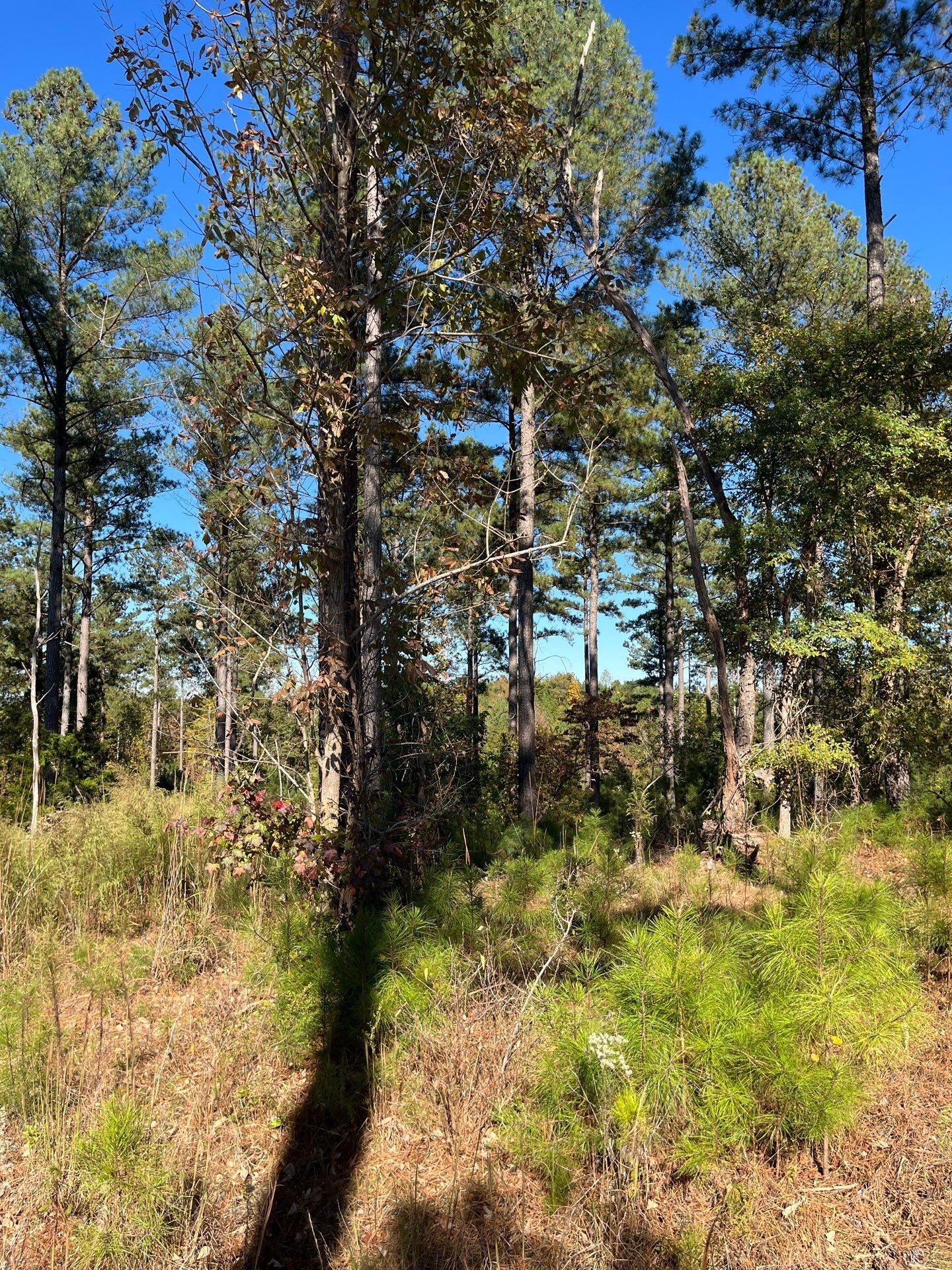 3 Dawkins Road, Unit DRF 3 Pacolet, SC 29372 - Photo 20 of 36 18-Oct 20 2025 07_20pm-uLQP