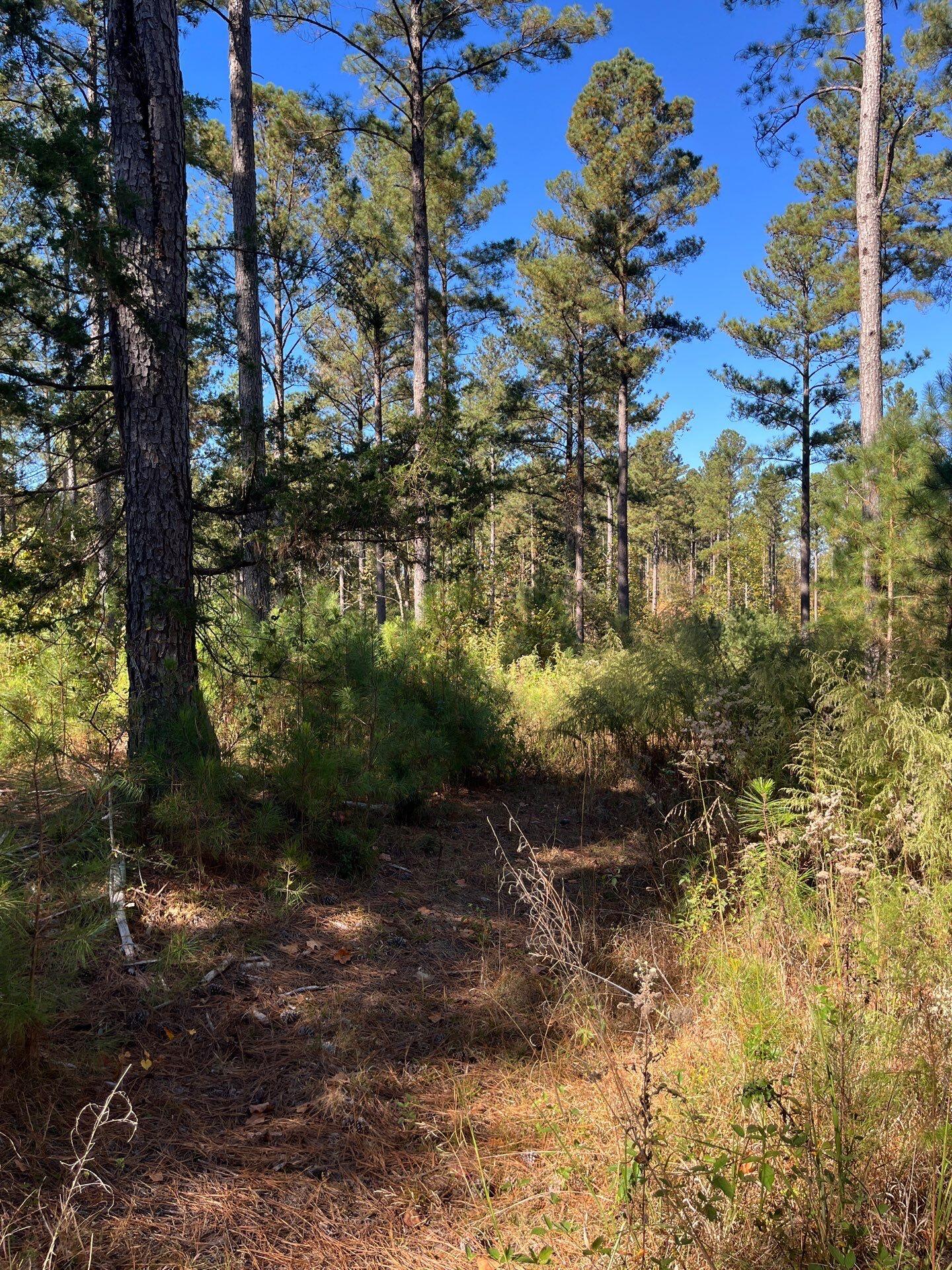 3 Dawkins Road, Unit DRF 3 Pacolet, SC 29372 - Photo 23 of 36 15-Oct 20 2025 06_55pm-Dt9T