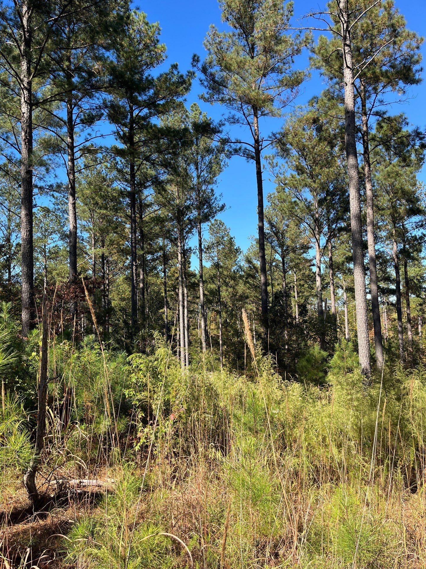 3 Dawkins Road, Unit DRF 3 Pacolet, SC 29372 - Photo 25 of 36 12-Oct 20 2025 06_54pm-y9zy