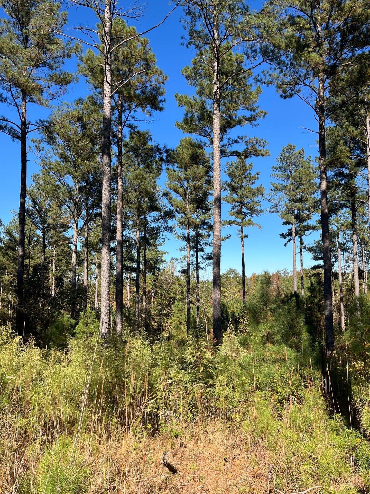 3 Dawkins Road, Unit DRF 3 Pacolet, SC 29372 - Photo 26 of 36 11-Oct 20 2025 06_54pm-oSYa