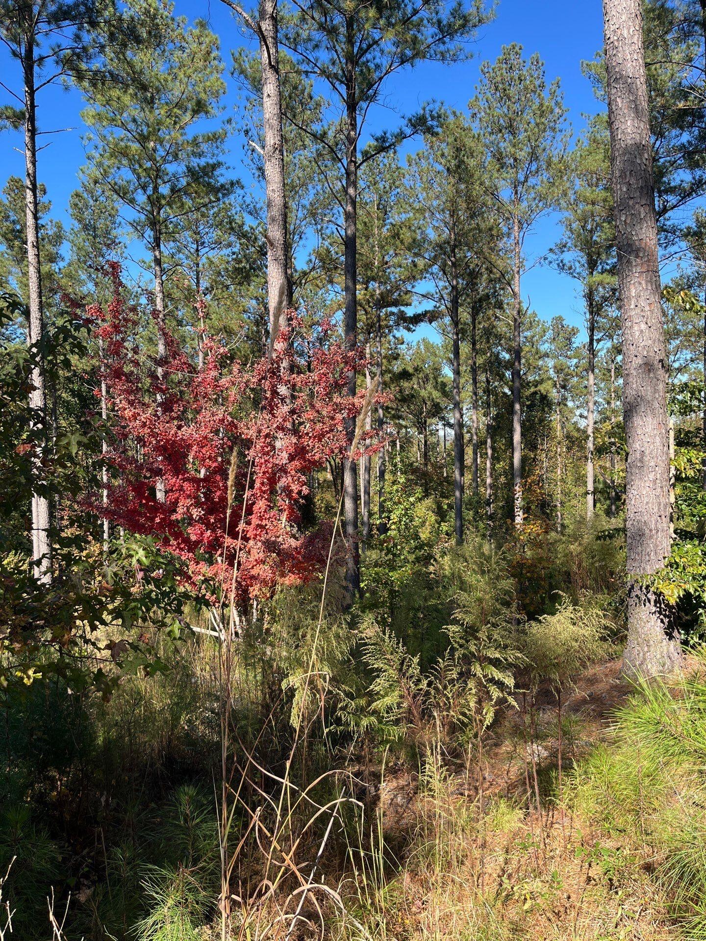 3 Dawkins Road, Unit DRF 3 Pacolet, SC 29372 - Photo 29 of 36 8-Oct 20 2025 06_53pm-Bou6