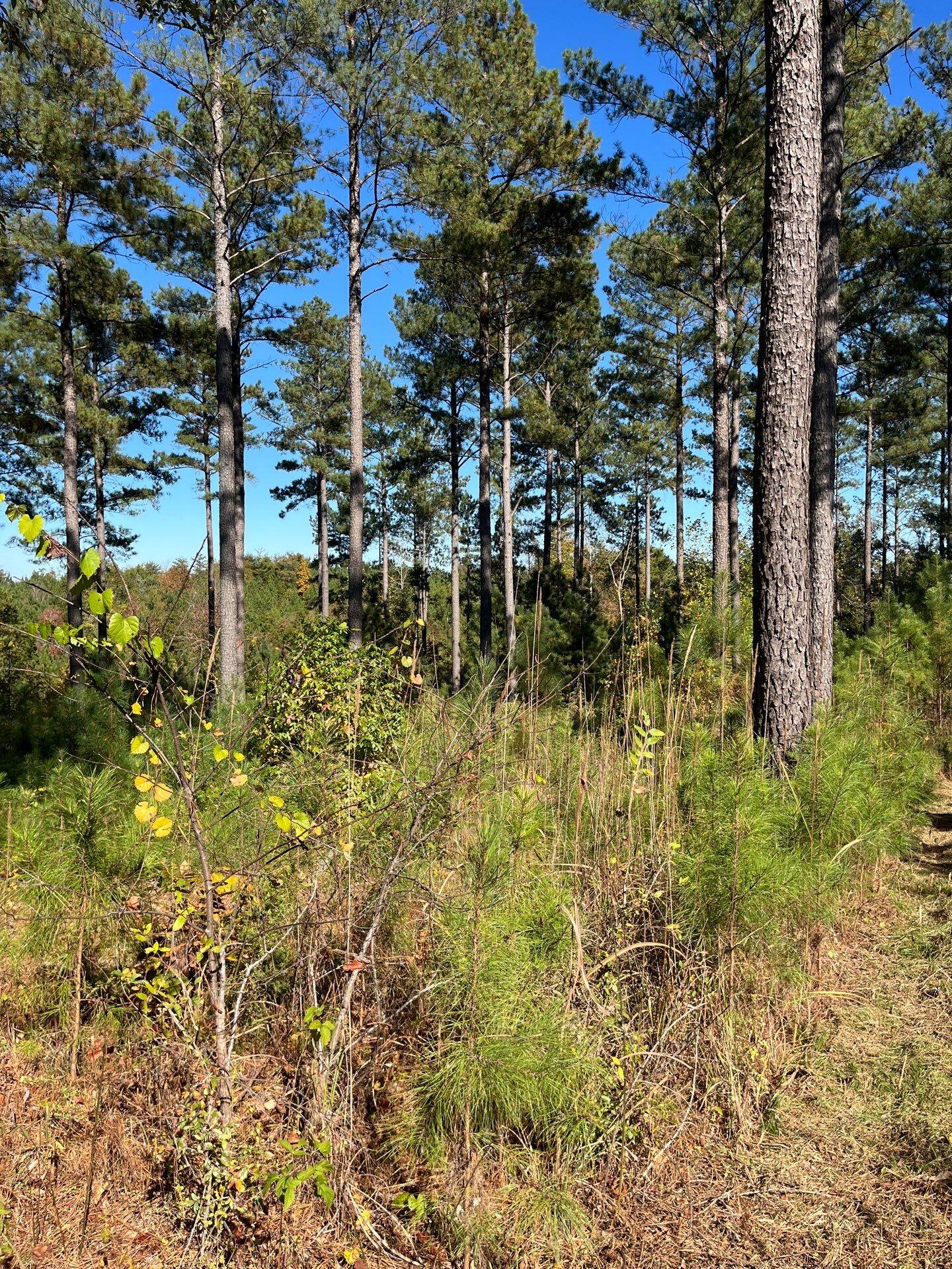 3 Dawkins Road, Unit DRF 3 Pacolet, SC 29372 - Photo 35 of 36 2-Oct 20 2025 06_52pm-wNhK