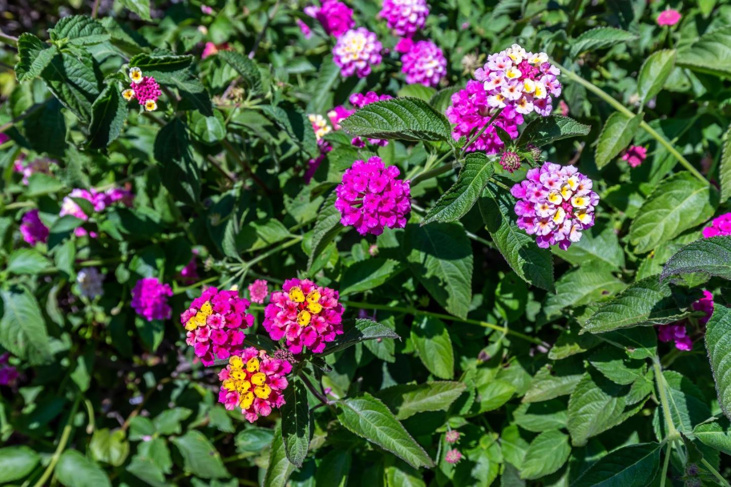 167 Almendral Avenue Atherton, CA 94027 - Photo 50 of 50 a view of a flower