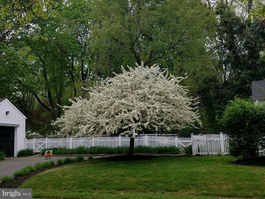 58 Cranbury Road Princeton Junction, NJ 08550 - Photo 15 of 19 Beautiful flowering Cherry tree