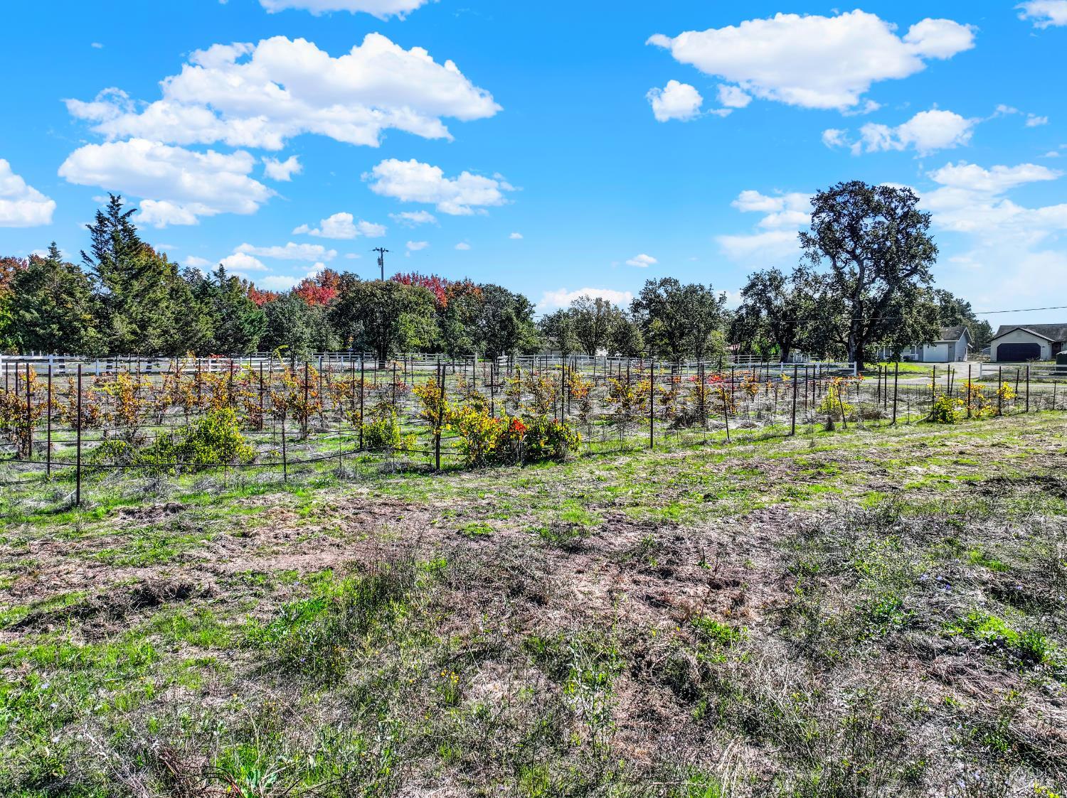 5695 Bravo Toro Lane Santa Rosa, CA 95401 - Photo 20 of 24 a view of a park with large trees