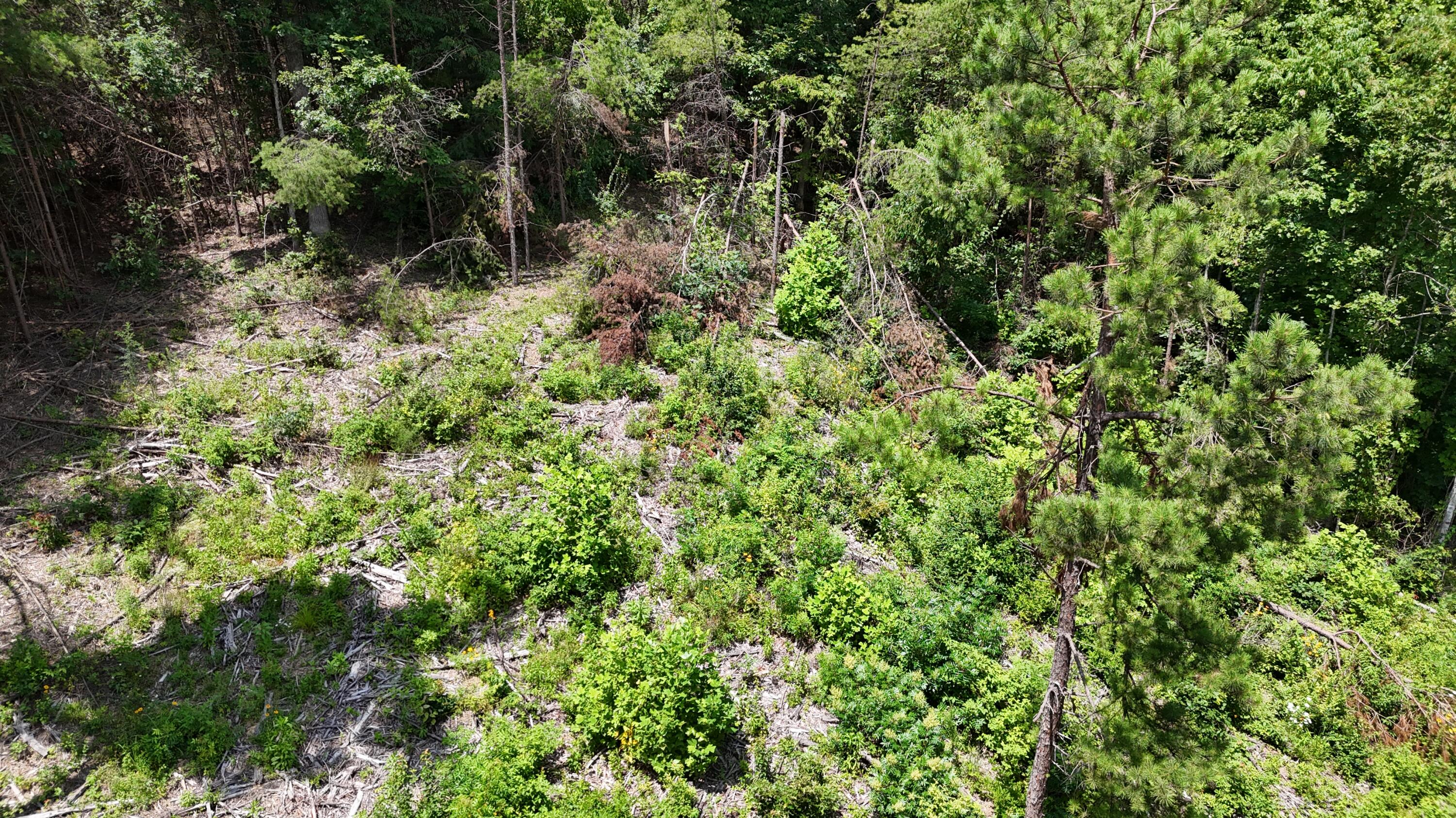 999 Lick Fork Road London, KY 40741 - Photo 12 of 21 DJI_20260717124435_0288_D