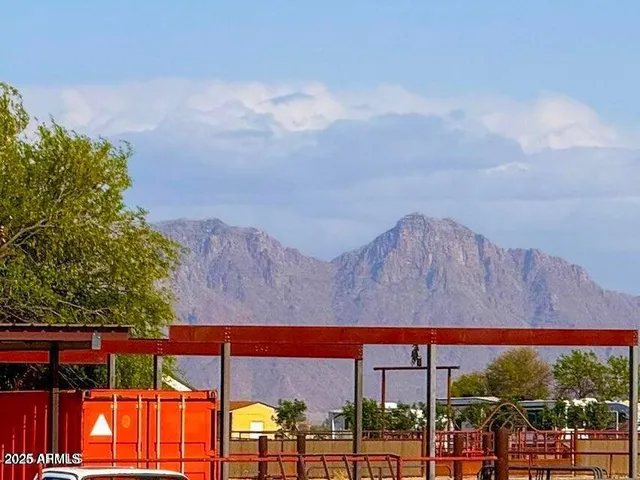 a view of tall trees