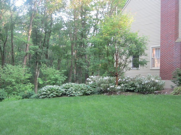 286 Sargent Road Boxborough, MA 01719 - Photo 4 of 29 a view of a garden with plants and large trees