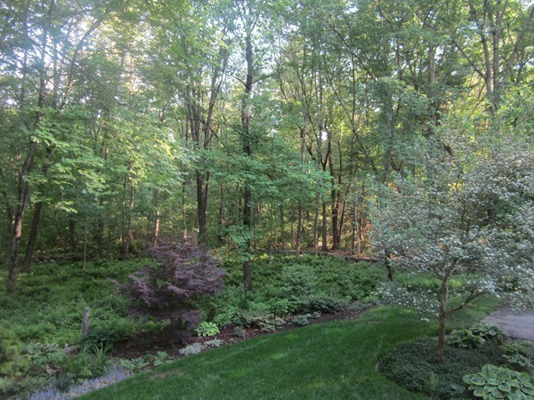286 Sargent Road Boxborough, MA 01719 - Photo 6 of 29 a view of a forest with trees in front of it